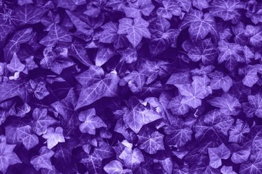 Hedera helix İngilizce sarmaşık ultra mor mor tonda bırakın Closeup makro. Dokulu doğal eğilim popüler renk soyut arka plan. Yukarıdan görüntüle. 