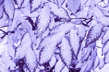 Kayın ağacı ultra mor mor ağaç yakın çekim makro trendy renk ile tonda bırakır. Soyut doğal dokulu mor arka plan. Hipster tarzı doku duvar kağıdı.