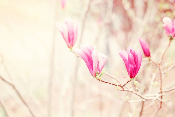 Bella Macro Fiori Magnolia Rosa Porpora Sui Rami Degli Alberi — Foto Stock