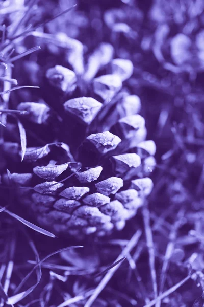 Çimenler Içinde Yatan Güzel Ultra Viyole Mor Çam Konisi Closeup — Stok fotoğraf