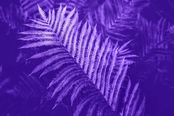 Closeup macro of fern ultra violet purple bush leaves and branches toned with trendy filters. Abstract natural textured violet background. Hipster style wallpaper.