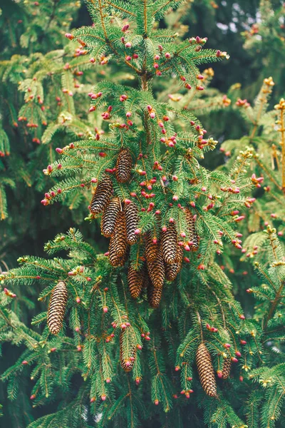 Light Green Pine Tree Branches Small Pink Buds Cluster Large — Stock Photo, Image