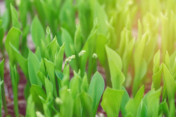 Vackra Makro Vita Små Lilla Våren Blomknoppar Ljust Grönt Gräs — Stockfoto
