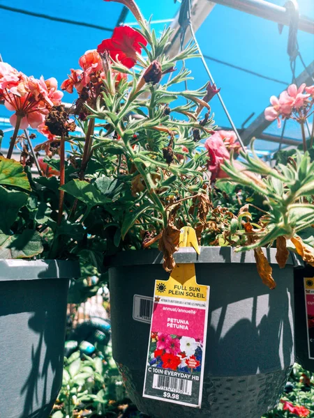 多伦多 安大略省 加拿大 2019年6月30日 加拿大沃尔玛超市商店的花园中心 货架上摆放着花盆中的花和植物 — 图库照片