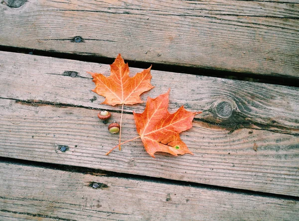 2つのかわいいかわいい赤いオレンジ色のカエデの葉と古い木製の板の背景に横たわっている2つの緑のドングリ コピースペース付きカードの壁紙のための秋の秋の組成物 — ストック写真