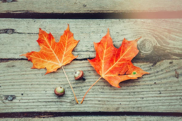 Hermoso Fondo Natural Primer Plano Con Hojas Arce Otoño Rojo —  Fotos de Stock