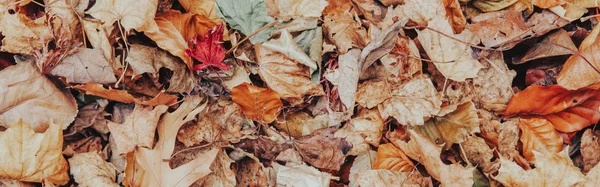 Prachtige Natuurlijke Achtergrond Met Oude Leeftijd Rood Geel Herfst Herfst — Stockfoto