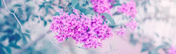 Bellissimi Fiori Viola Lilla Rosa Sfondo Sfocato Con Bokeh Intestazione — Foto Stock