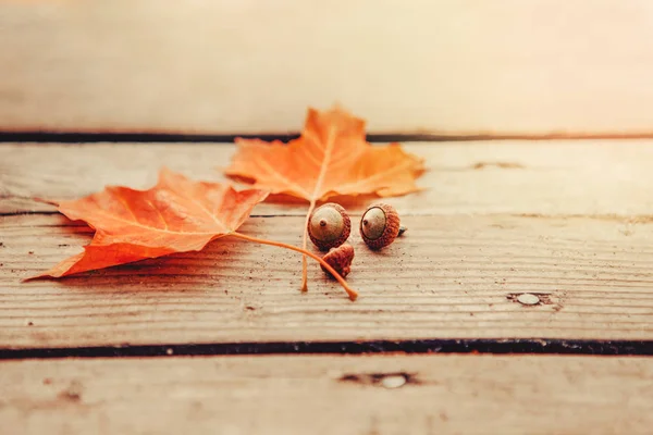 赤い秋の秋のカエデの葉と木製の板にドングリと美しい自然のクローズアップの背景 コピースペースで上から見る 季節のカードの壁紙 — ストック写真