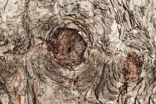 Closeup Macro Detail Old Aged Beautiful Oak Maple Tree Bark — Stock Photo, Image