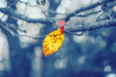 Sarı sonbahar yaprağı, ağaç dalına kırmızı mandalla tutturulmuş. Sanatsal olarak inanılmaz güzellikte. Telif uzayı olan mevsimsel arka plan. Aşk ve üzüntü konsepti. 