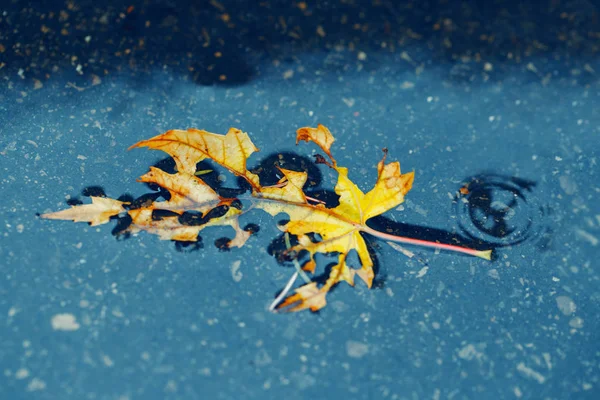 Beautiful Old Withered Torn Yellow Autumn Maple Leaf Puddle Ground — Stock Photo, Image