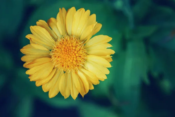 Beautiful Fairy Dreamy Magic Yellow Coreopsis Calliopsis Tickseed Flower Blurry — Stock Photo, Image