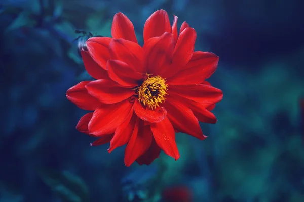 Beautiful Fairy Dreamy Magic Crimson Scarlet Red Dahlia Flower Faded — Stock Photo, Image