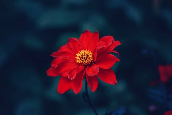 Linda Fada Sonhadora Magia Carmesim Carmesim Vermelho Dahlia Flor Desbotada — Fotografia de Stock