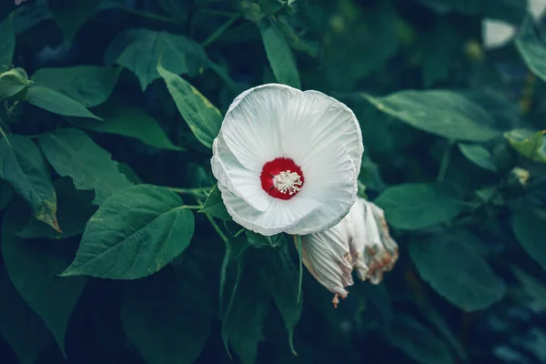 Beautiful Fairy Dreamy Magic White Swamp Rose Flower Faded Blurry — Stock Photo, Image