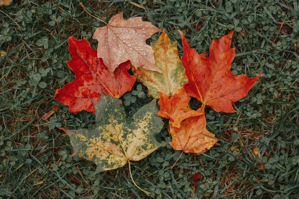 地面に横たわっている美しい老齢の多色黄色の赤い秋のカエデの葉 秋の季節の自然マクロの背景 上から見る レトロなヴィンテージヒップスターフィルターでトーン — ストック写真