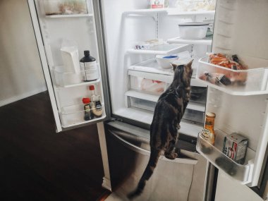 Toronto, Ontario, Canada - September 18, 2019: Cute funny little striped tabby cat sitting in fridge looking for food. Home domestic animal misbehaving in kitchen.  clipart