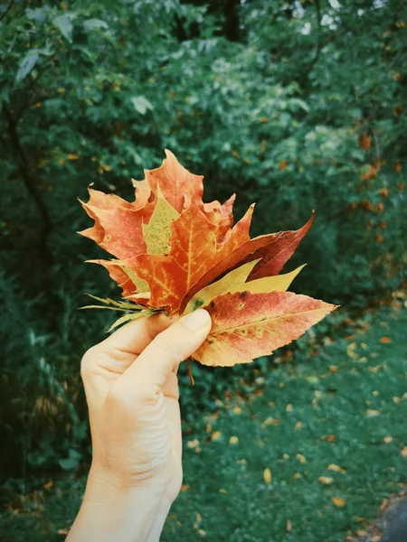 人的手捧着一束红橙黄色五彩缤纷的秋天落叶在公园的室外遮挡 季节性卡片的概念 — 图库照片