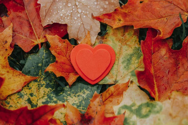 秋に地面に横たわる2つのオレンジ色の赤い小さな泡の心は赤黄色の緑のカエデの葉 愛の概念 秋の季節に家族 上からの眺め — ストック写真