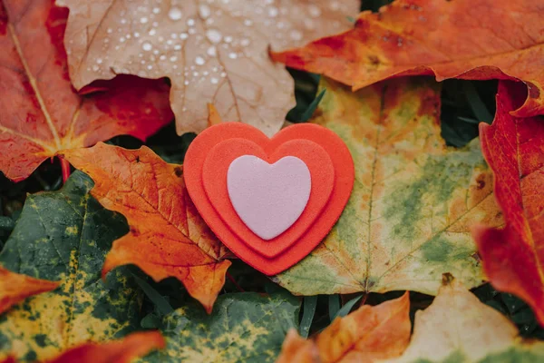 Trois Petits Coeurs Rouges Roses Mousse Couchés Sur Sol Automne — Photo