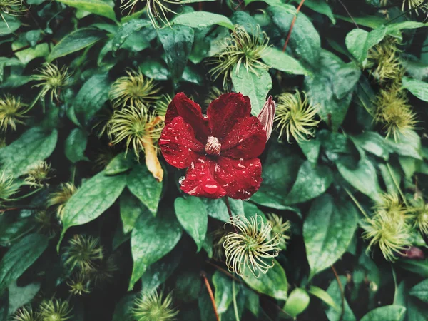 Beau Buisson Clématite Rose Rouge Fleur Rampante Pendant Jour Printemps — Photo