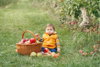 Bahçede elma toplayan üzgün bir çocuk. Hasır sepetli sarı elbiseli sevimli, sevimli, komik erkek bebek portresi. Sonbahar hasadı toplayan çocuk. Mevsimlik aktivite hobisi. 