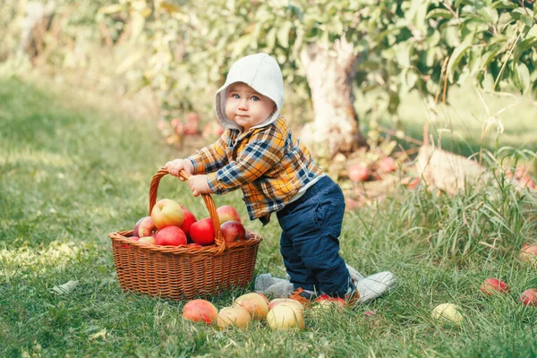 Anak Yang Bahagia Peternakan Memetik Apel Kebun Potret Lucu Lucu — Stok Foto