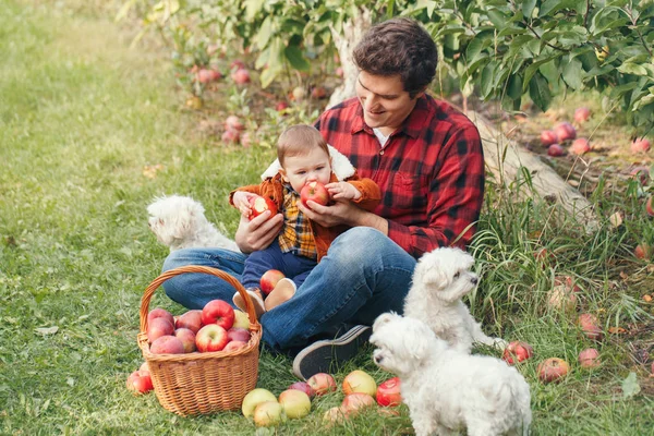 Счастливый Отец Маленьким Мальчиком Белыми Собаками Собирающими Яблоки Плетеной Корзине — стоковое фото