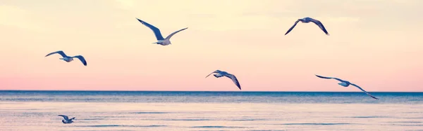 Large Group Flock Seagulls Birds Sea Lake Water Flying Sky — Stock Photo, Image