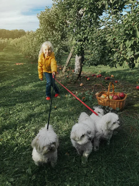 可爱的白种人小女孩 穿着黄色夹克 牵着三只白色的小狗 农场里的孩子拿着柳条筐摘新鲜苹果 快乐童年真实的生活方式 — 图库照片