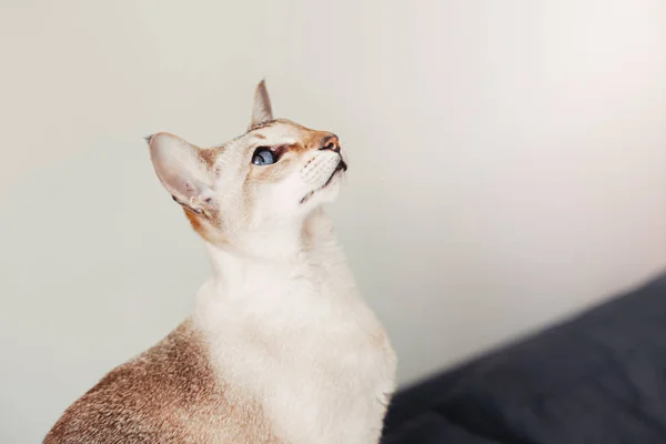Kucing Oriental Bermata Biru Indah Duduk Sofa Sambil Melihat Kamera — Stok Foto