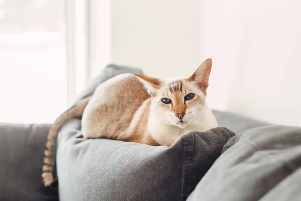 Güzel Mavi Gözlü Doğulu Kedi Kanepeye Uzanmış Kameraya Bakıyor Evde — Stok fotoğraf