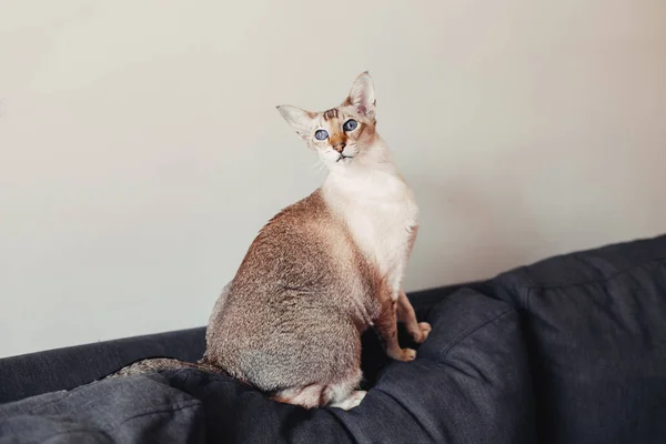 Bonito Colorpoint Azul Olhos Orientais Raça Gato Sentado Sofá Sofá — Fotografia de Stock