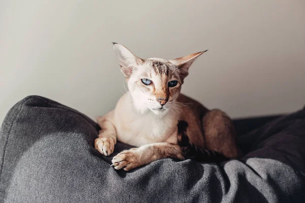 Beau Chat Race Orientale Aux Yeux Bleus Colorés Couché Sur — Photo