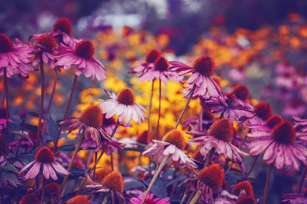 Gyönyörű Rózsaszín Lila Lila Echinacea Purpurea Keleti Lila Sündisznó Tűlevelű — Stock Fotó