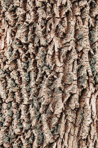 古い老いた美しいオークのカエデの木の樹皮のバークのクローズアップマクロの詳細 自然な木製のテクスチャ抽象的な木の背景は チェック 穴や曲線を持つ珍しいパターン形状 — ストック写真