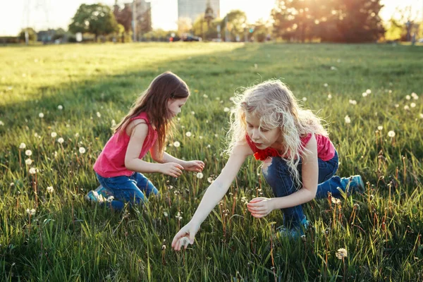 Şirin Beyaz Kızlar Karahindiba Topluyor Çimenlerde Oturan Çocuklar Açık Hava — Stok fotoğraf
