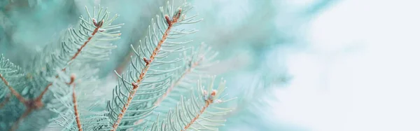 Vacker Naturlig Våren Träd Bakgrund Ljusgröna Tallgrenar Med Små Knoppar — Stockfoto