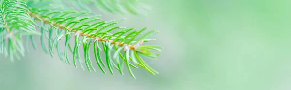 Beautiful Natural Spring Tree Background Light Teal Green Pine Tree — Stock Photo, Image