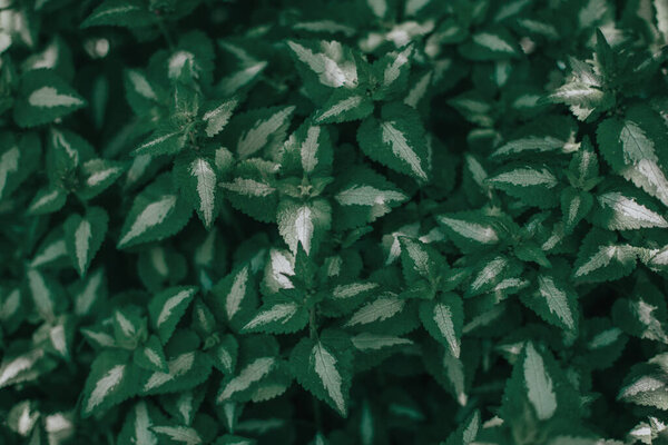 Красивая зеленая пятнистая крапивница или цветочный фон Lamium maculatum. Довольно художественная органическая цветочная естественная тема фона. Удивительные сезонные обои с текстурой
.