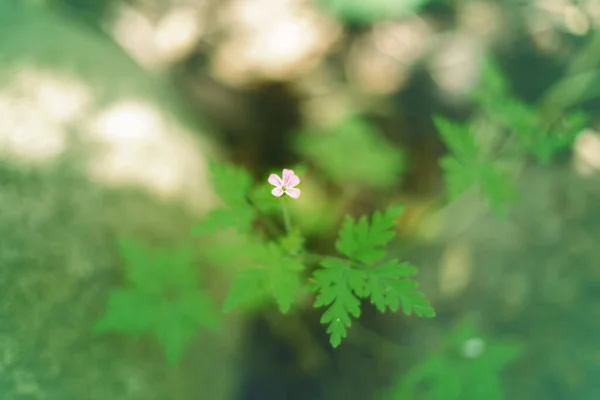 Schöne Rosa Lila Kraut Robert Oder Geranium Robertianum Blume Hintergrund — Stockfoto