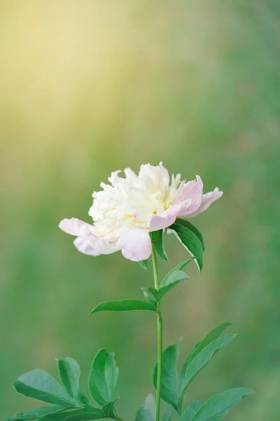 Bellissimo Fiore Peonia Rosa Chiaro Sfondo Verde Piuttosto Artistico Organico — Foto Stock