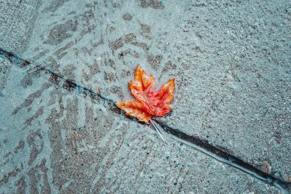 美丽的老红黄秋枫叶凋零在雨中的水坑里 秋天的天气季节 绝望和忧郁的感觉的概念 街头小径上的树叶 — 图库照片