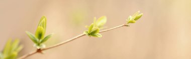 Güzel doğal bahar ağaçları arka planda filizlenir. Açık yeşil çalı dalları ve küçük taze yaprak tomurcukları. Mevsimlik orman doğa duvar kâğıdı. Web sayfası başlığı.
