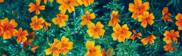 Bellissimi Fiori Marietta Calendula Rossa Gialla Arte Oscura Lunatica Floreale — Foto Stock