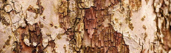 Doğal Ahşap Doku Arka Plan Desen Yüzeyi Yaşlı Ağaç Kabuğunun — Stok fotoğraf