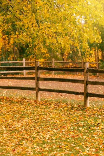 Abandoned empty autumn fall park forest with colorful yellow green leaves on trees and wooden fence. Beautiful autumnal season outdoor. Natural eco background with copyspace for text.