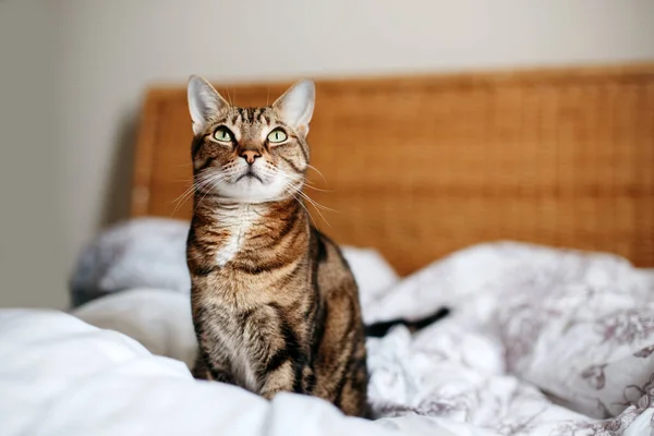 Kucing Peliharaan Cantik Duduk Tempat Tidur Kamar Tidur Rumah Melihat — Stok Foto