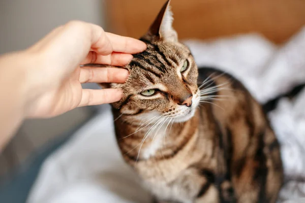 Man Woman Petting Stroking Tabby Cat Hand Relationship Owner Domestic — Stock Photo, Image